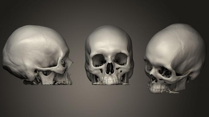 Anatomy of skeletons and skulls (ANTM_1183) 3D model for CNC machine